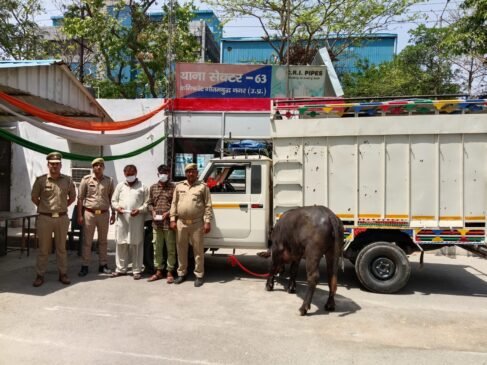 Noida भैंस चोरी करने वाले दो शातिर चोर गिरफ्तार