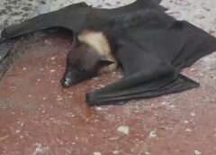 Hamirpur Nature Crisis, बुंदेलखंड में आसमान से बरस रही आग, इंसानों के साथ पशु-पक्षी और पेड़-पौधे भी परेशान Hamirpur Nature Crisis, बुंदेलखंड में आसमान से बरस रही आग, इंसानों के साथ पशु-पक्षी और पेड़-पौधे भी परेशान